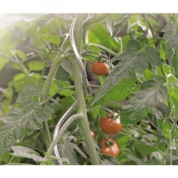 TUTOR ESPIRAL PARA TOMATES...